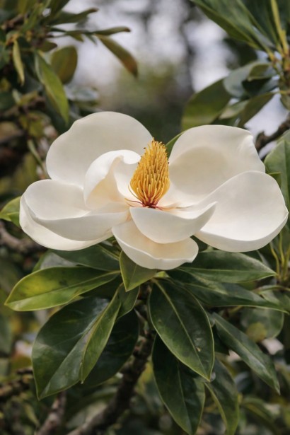 Магнолія Альта квітка